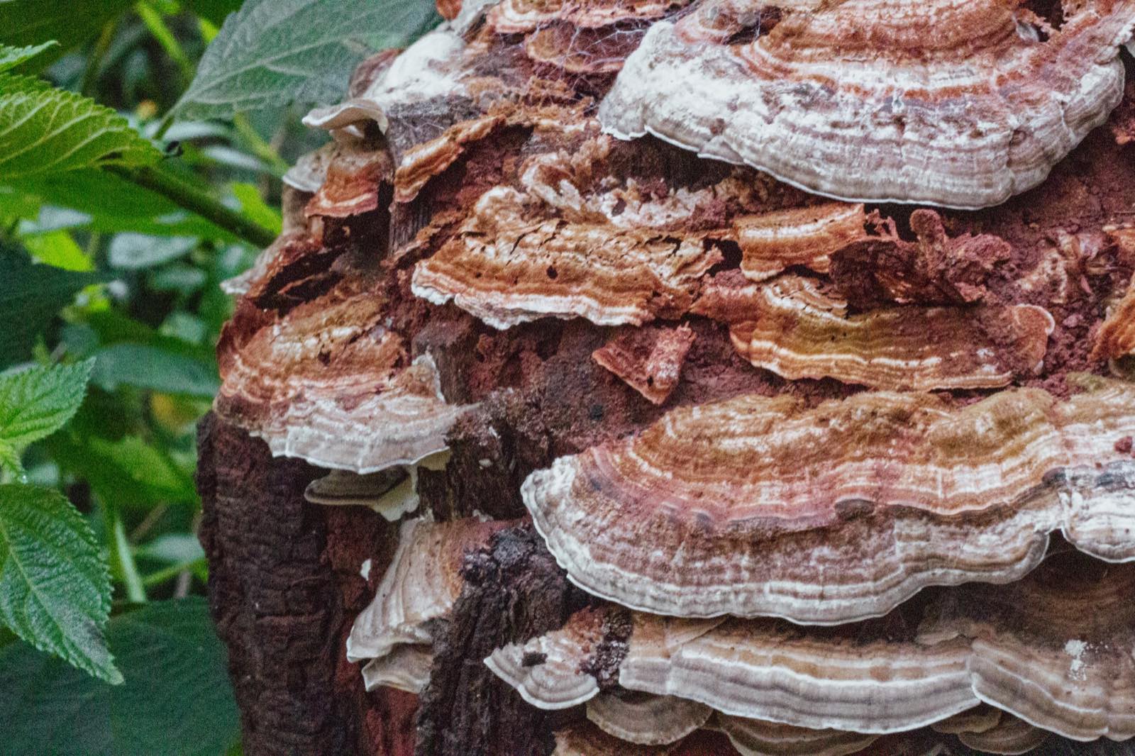 Woodland detail at Woodlands