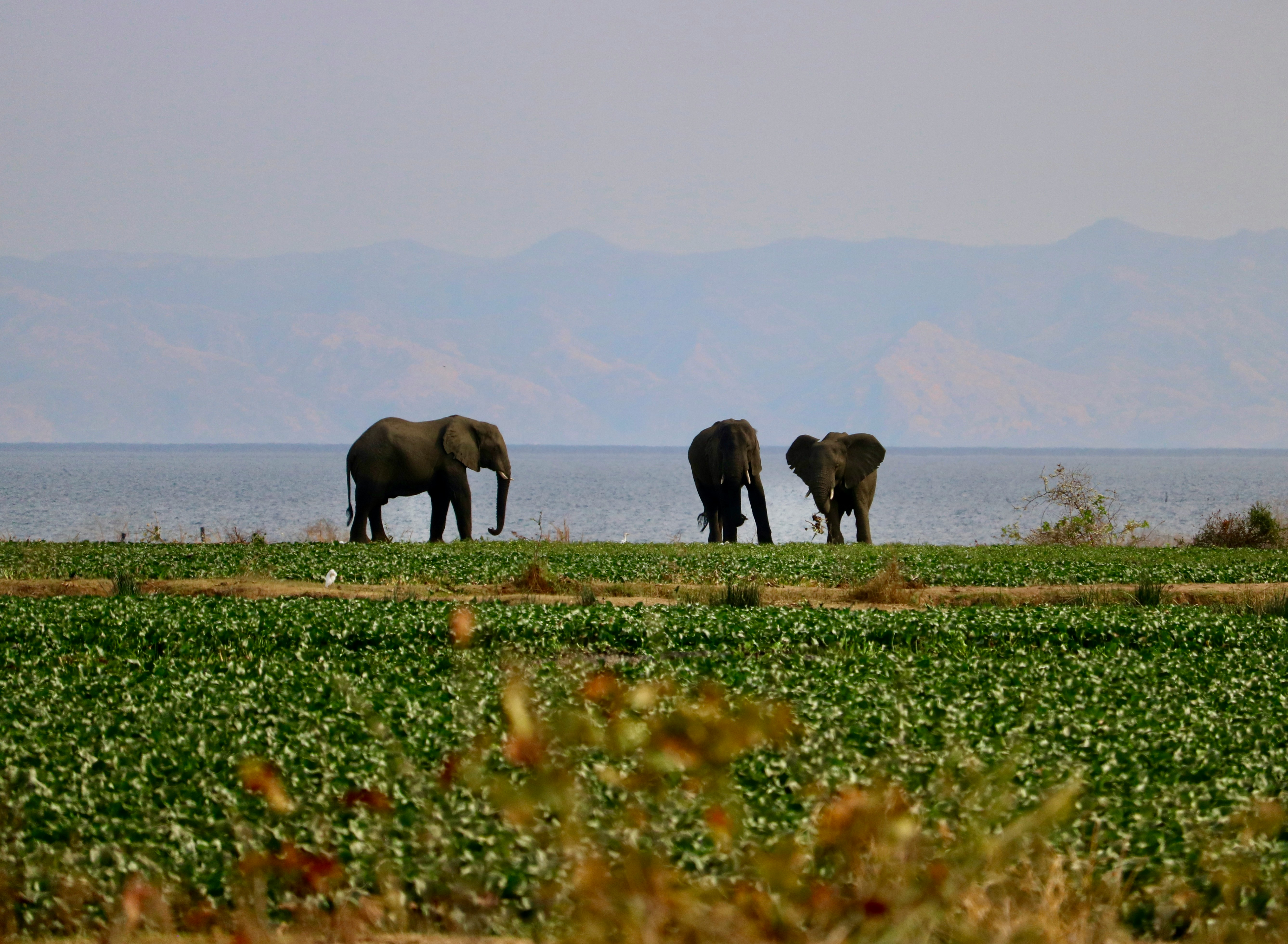 Lake Kariba