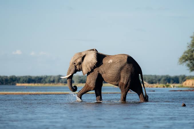 Mana Pools National Park