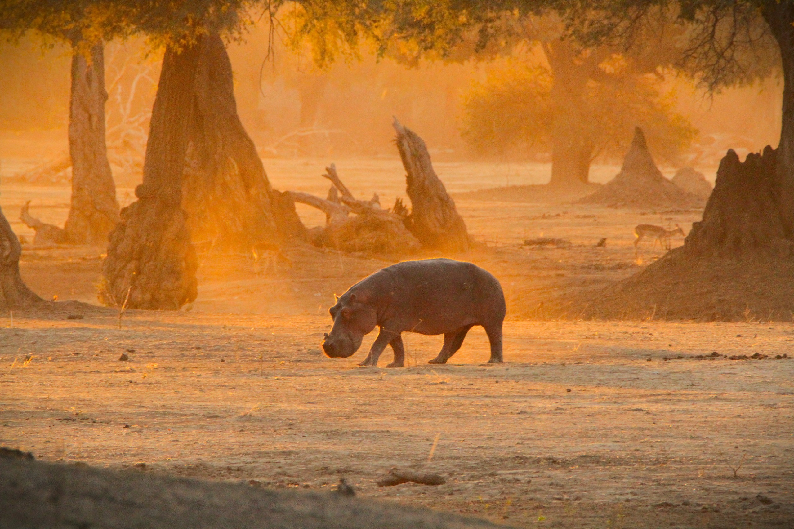 Mana Pools National Park