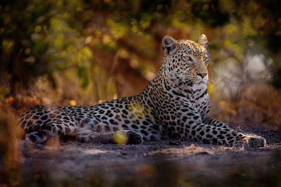 Mana Pools National Park